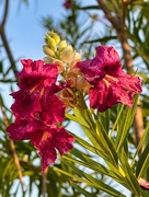 10th Jul 2024 - 7 11 Burgendy Desert Willow