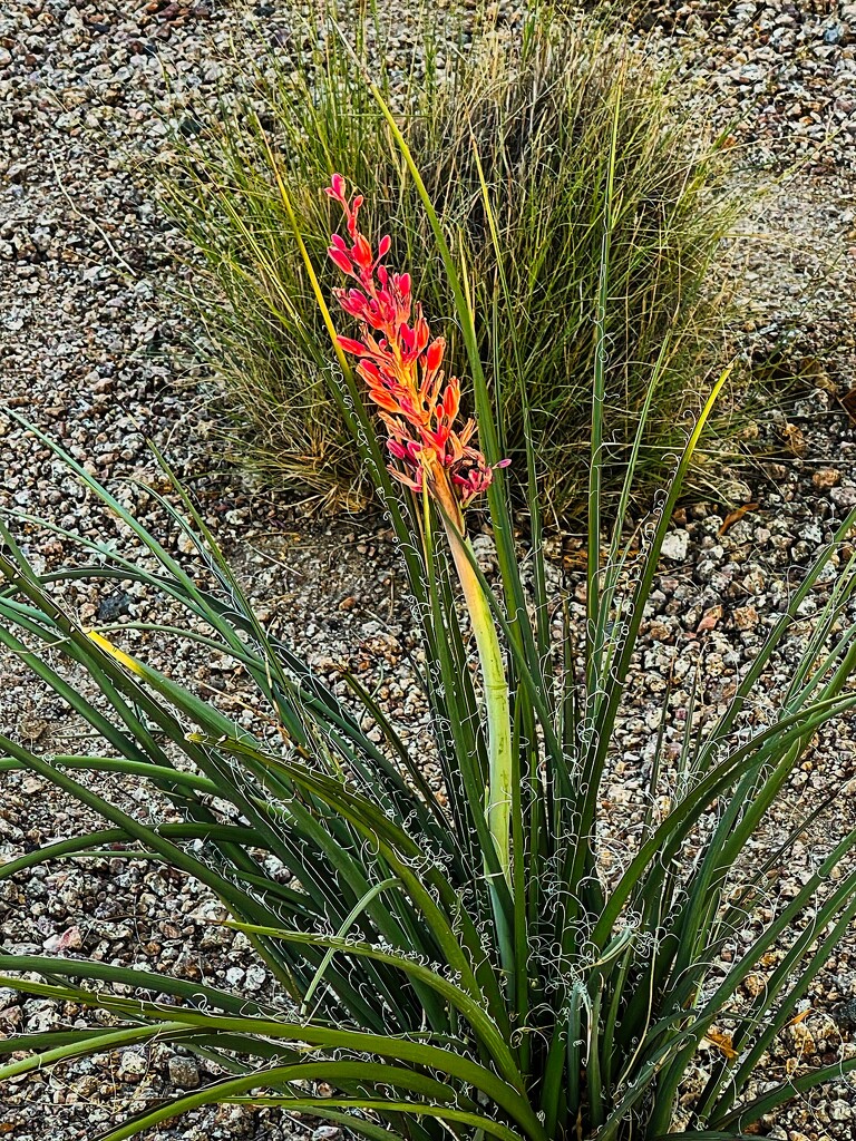 7 10 Sunlight on Yucca by sandlily