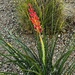 7 10 Sunlight on Yucca by sandlily