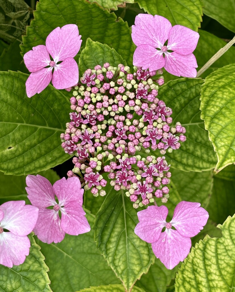 Geometric hydrangea by lizgooster