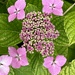 Geometric hydrangea by lizgooster