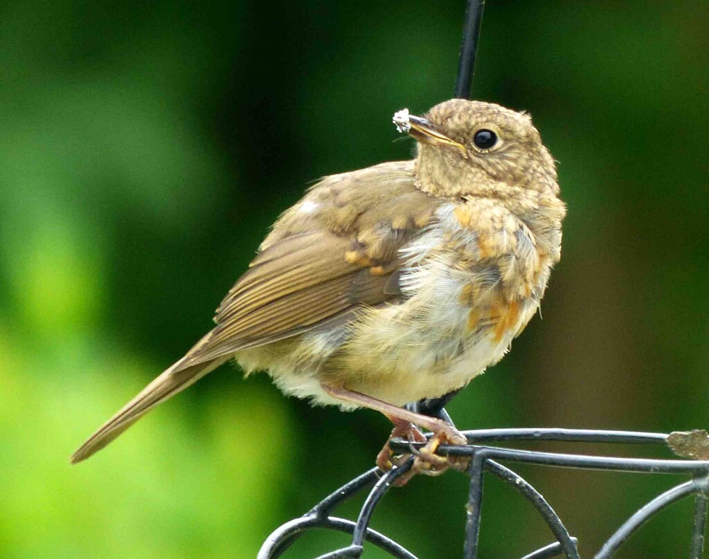 Juvenile Robin by arkensiel