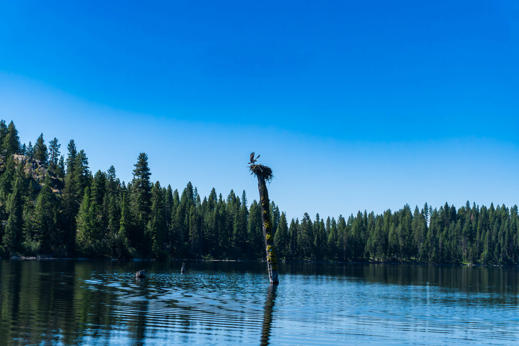 Osprey Haven by veronicalevchenko