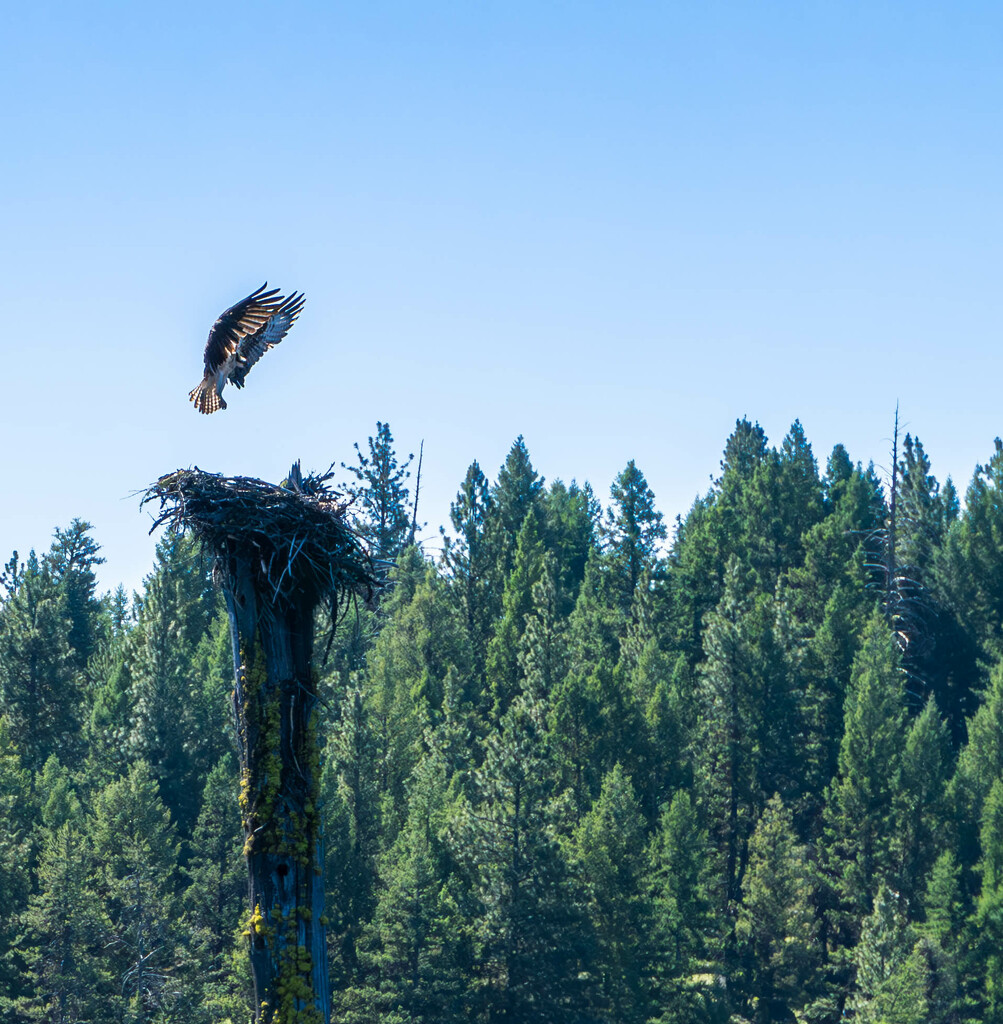 Graceful Landing by veronicalevchenko