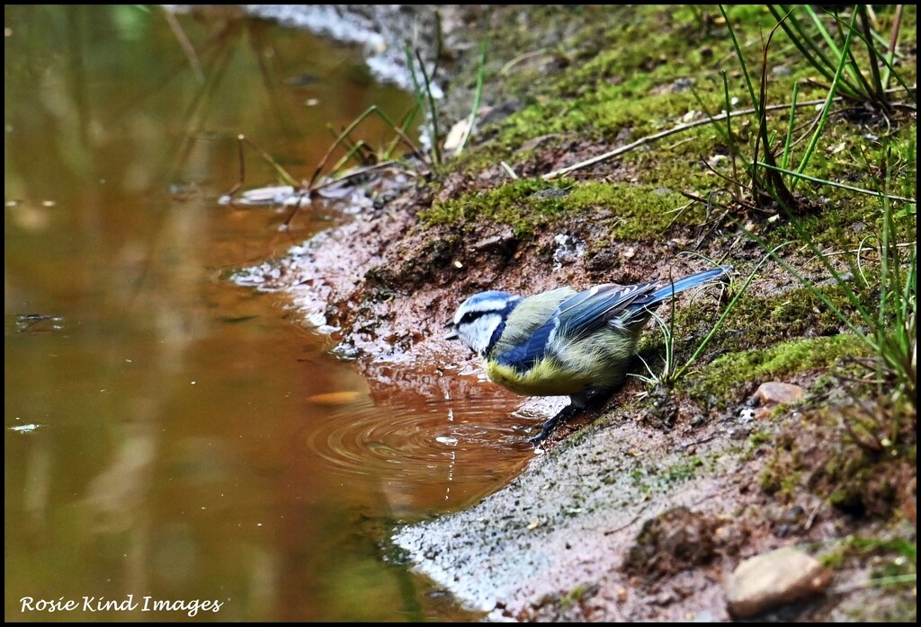 He stopped for a drink by rosiekind