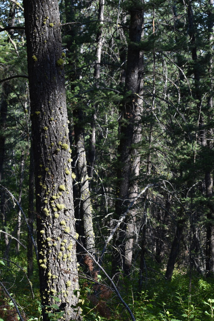 Forest Shadowplay by bjywamer