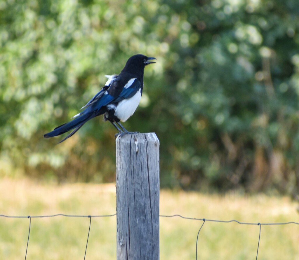 Magpie On A Fence Post by bjywamer