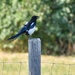 Magpie On A Fence Post by bjywamer