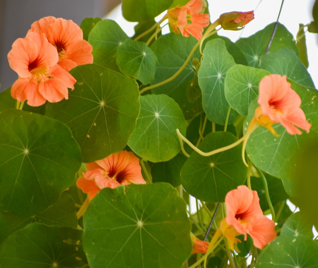 Nasturtium Hanging Basket by bjywamer