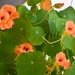 Nasturtium Hanging Basket by bjywamer