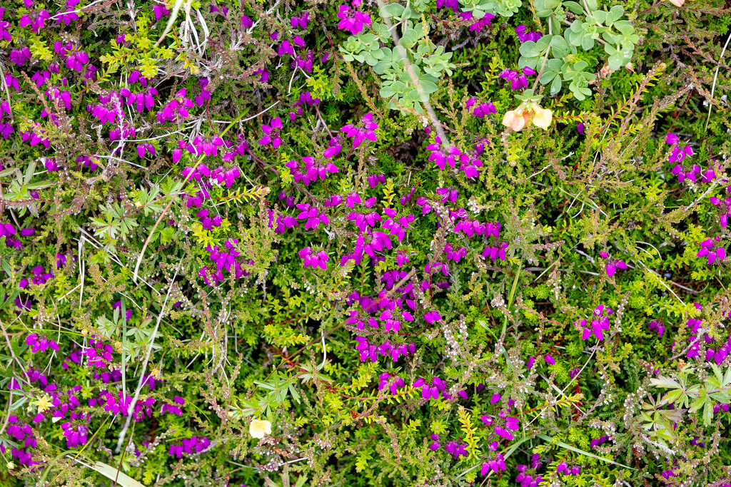 Bell Heather by lifeat60degrees