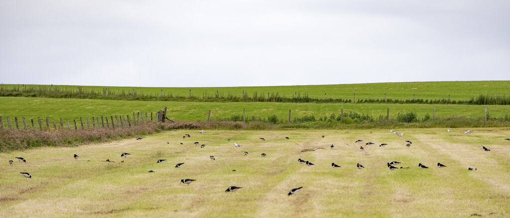 Oystercatchers by lifeat60degrees