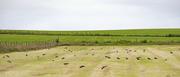 11th Jul 2024 - Oystercatchers