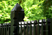 16th Jun 2024 - Just a fence