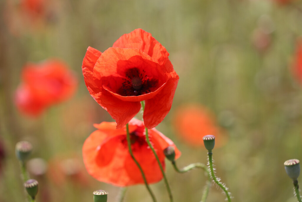 Poppy by phil_sandford