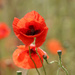 Poppy by phil_sandford