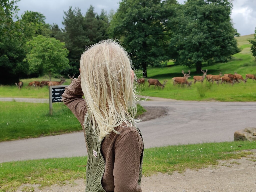 Deer at Lyme Park by roachling