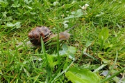 28th Jun 2023 - Snail in the garden