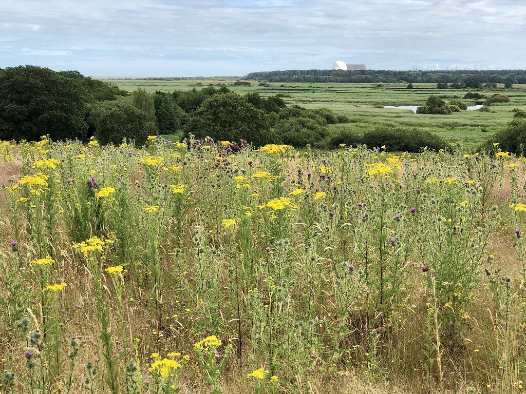 Minsmere RSPB Reserve  by susiemc