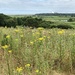 Minsmere RSPB Reserve  by susiemc