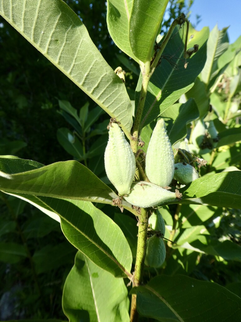 Common milkweed by mtb24