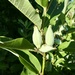 Common milkweed by mtb24