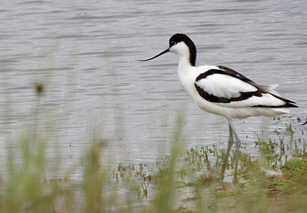 Avocet  by susiemc