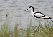 11th Jul 2024 - Avocet 