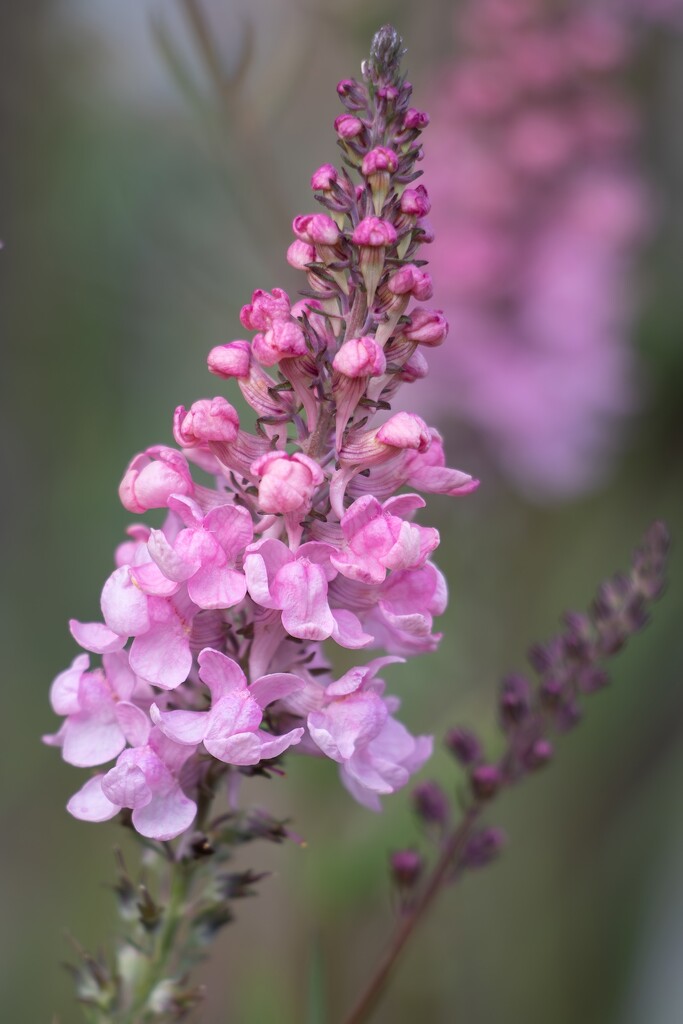 Toadflax….. I believe! by billdavidson