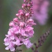 Toadflax….. I believe! by billdavidson