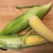 Indiana corn