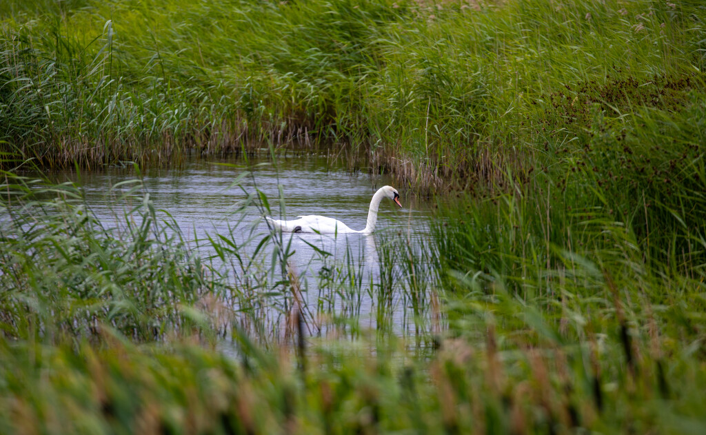 Serene Swan by carole_sandford