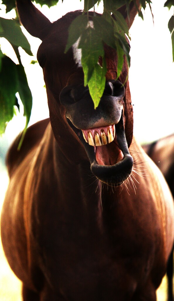 JOKE..Hear the one about the cowboy walking into a bar? by jerzyfotos