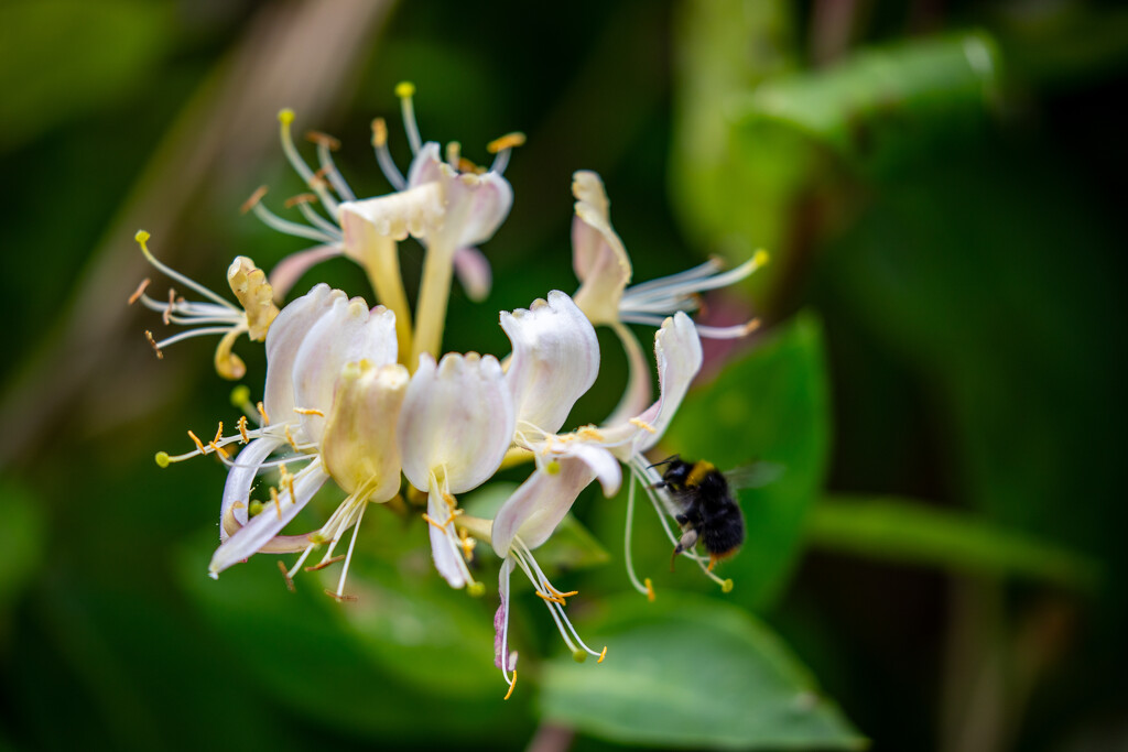 Honeysuckle & the Bee by carole_sandford