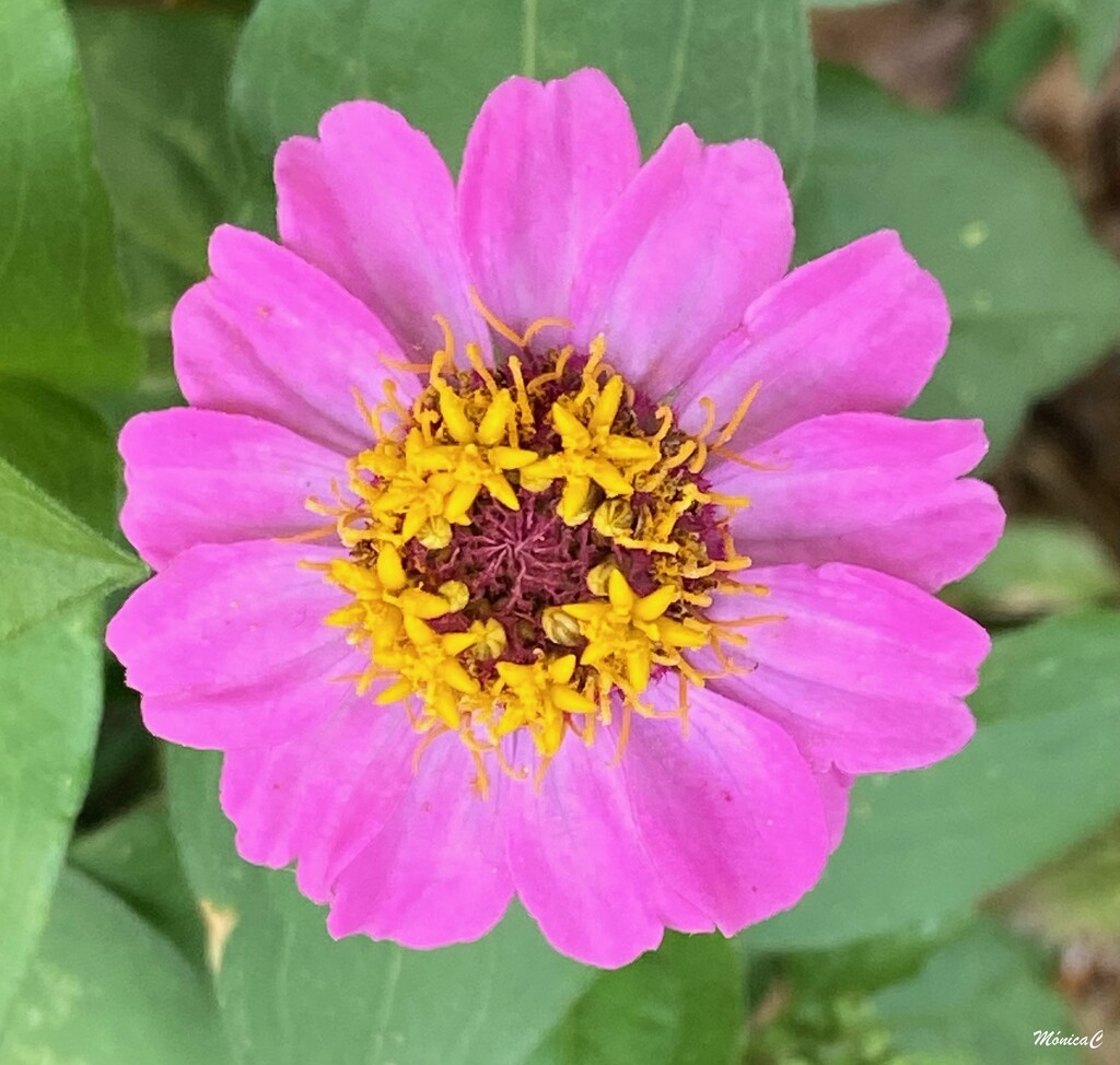 Zinnia by monicac