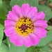 Zinnia by monicac