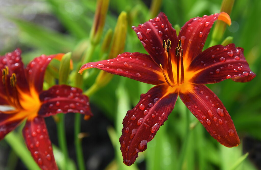 Nona's Garnet Spider Daylily by paintdipper