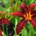 Nona's Garnet Spider Daylily by paintdipper