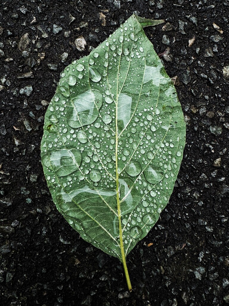 Leaf drops by anncooke76