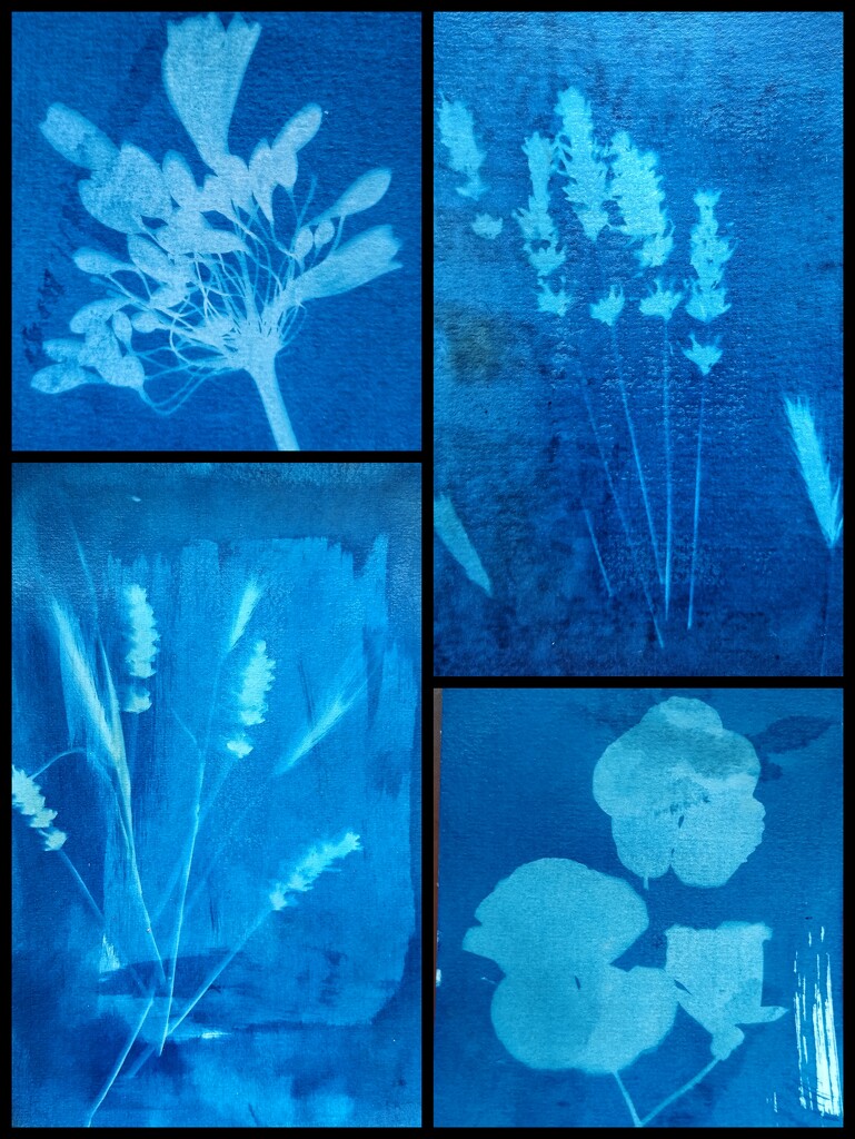 Cyanotypes  by 30pics4jackiesdiamond