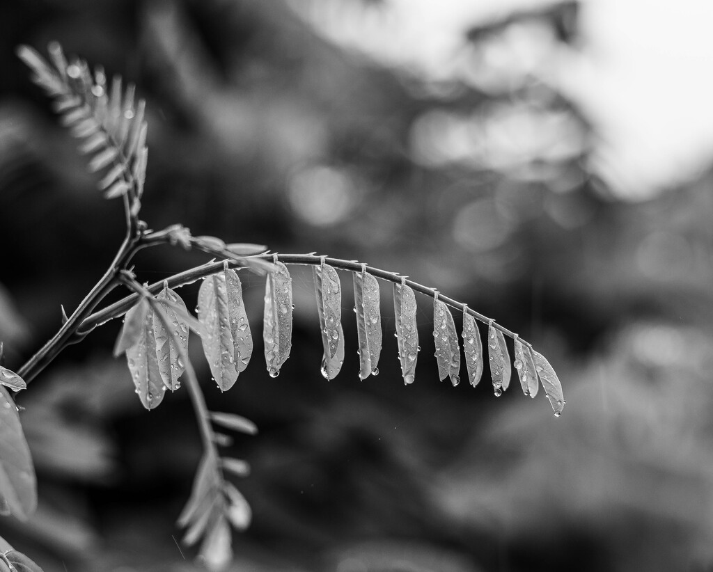 Black Locust-2 by darchibald