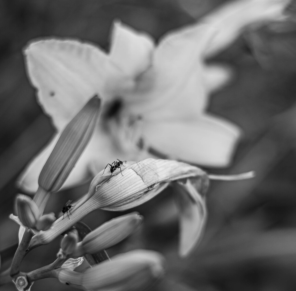 Lilies with Fly and Ant by darchibald