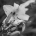 Lilies with Fly and Ant by darchibald