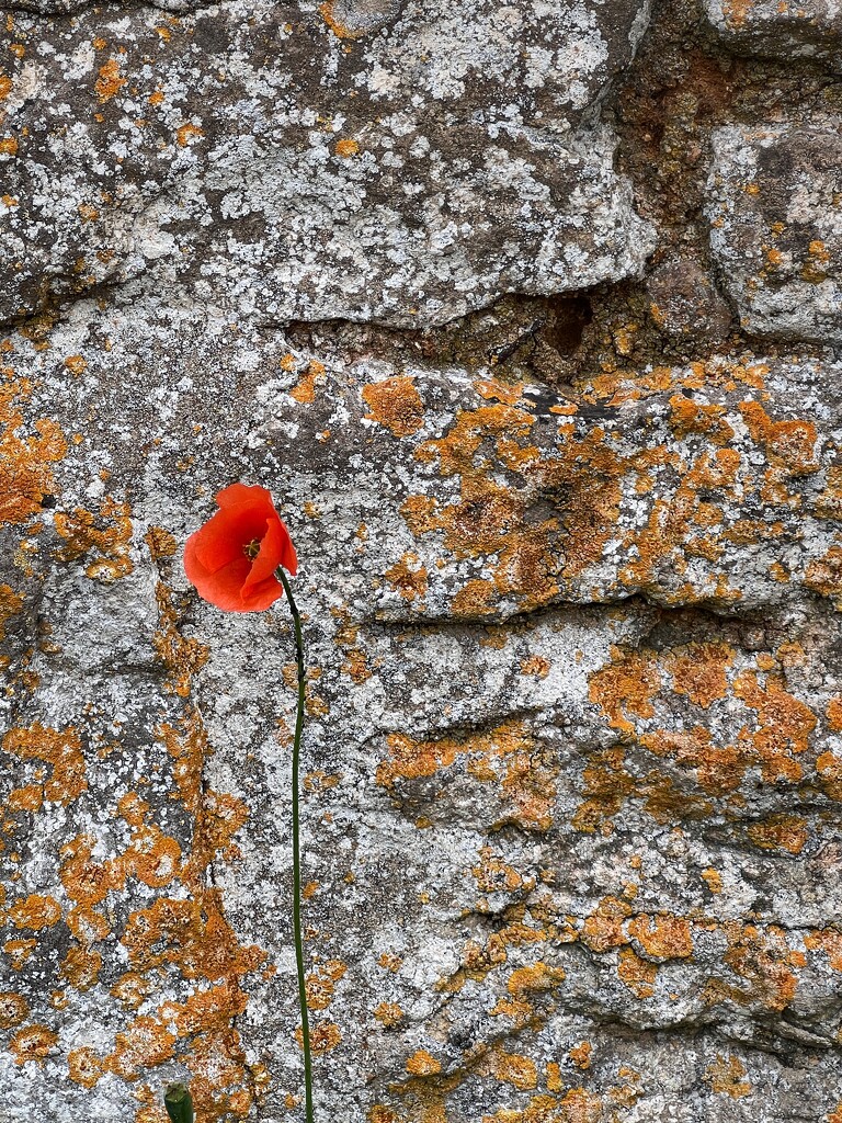 Lone Poppy by gaillambert