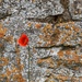 Lone Poppy by gaillambert