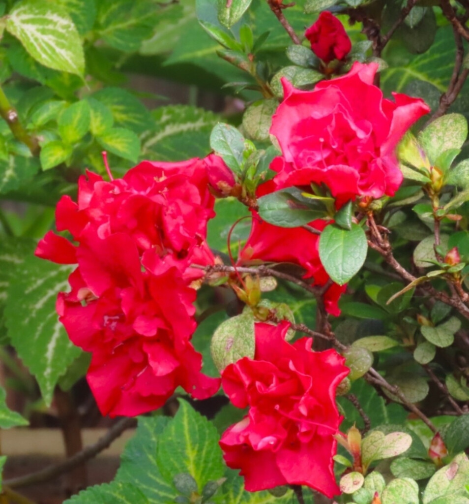 My Azaleas Are Flowering Well ~ by happysnaps