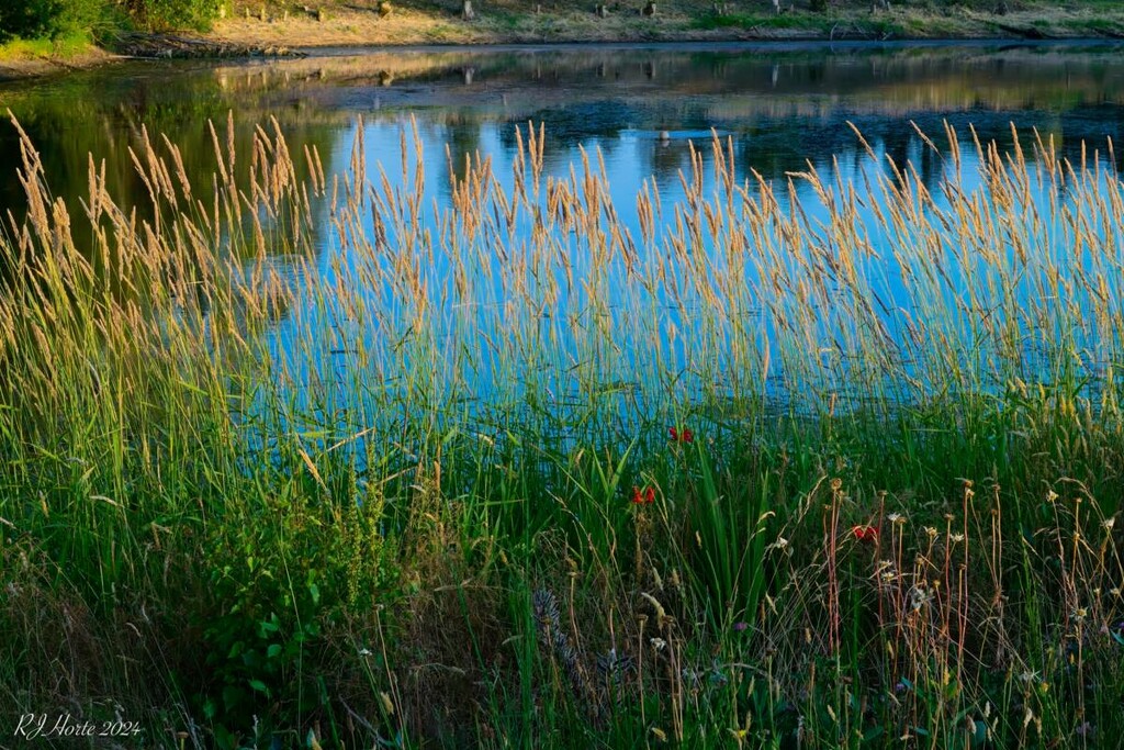 Grasses Around the Pond by horter