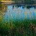 Grasses Around the Pond by horter