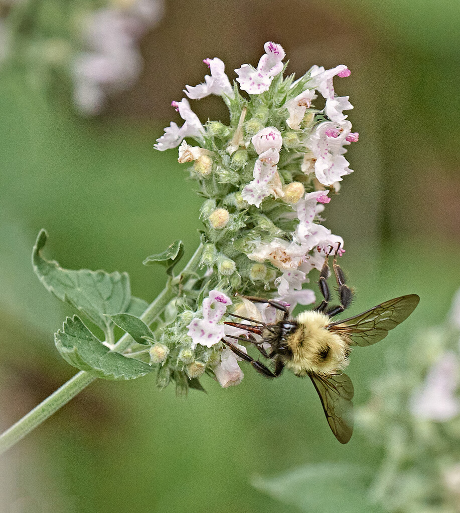 My, What a Big Proboscis You Have ! by gardencat