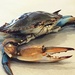 Blue Crab by photohoot